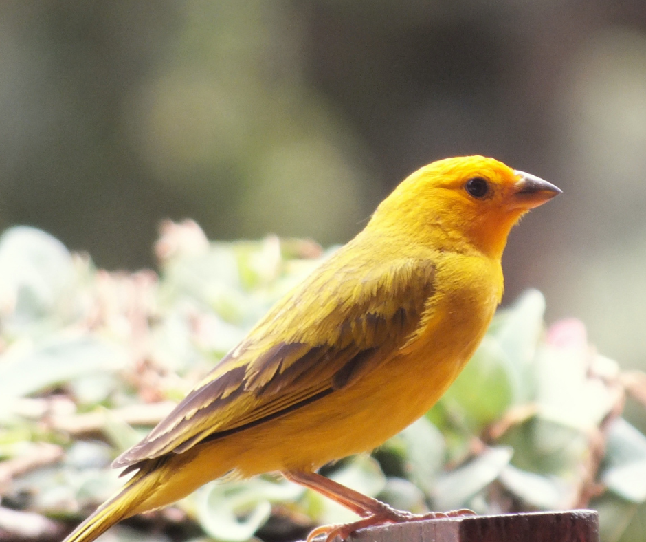 Buy A Canary Yellow Diamond